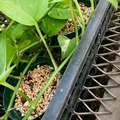 ポトス・ライム　大株の画像