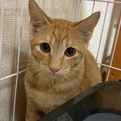 至急 4匹それぞれ里親募集しています！