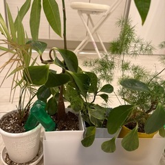 観葉植物の画像