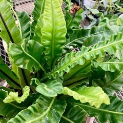 アスプレニウム・タニワタリの画像