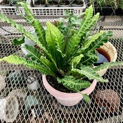 アスプレニウム・タニワタリの画像