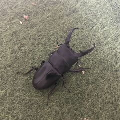 【特価品・2ペア以上で配送料無料キャンペーン】野外品イキヒラタクワガタ 離島ヒラタ WDの画像