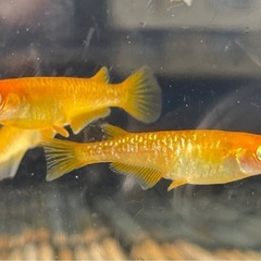 来光カガミ鱗･若魚1ペア〜メダカ めだかの画像