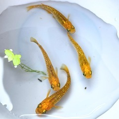 来光カガミ鱗･若魚1ペア〜メダカ めだかの画像