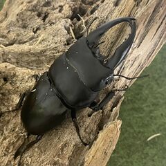 【特価品・2ペア以上で配送料無料キャンペーン】野外品アルキデスヒラタクワガタ スマトラ島アチェ産 WD 89mm♂ペアの画像