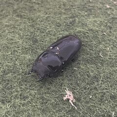 【特価品・2ペア以上で配送料無料キャンペーン】野外品アルキデスヒラタクワガタ スマトラ島アチェ産 WD 89mm♂ペアの画像