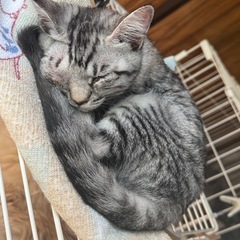代理投稿★里親募集募集