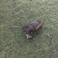 【レア種】ラテラリスノコギリクワガタ亜種バヤニー CBF1ペア の画像
