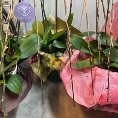 胡蝶蘭3つの画像