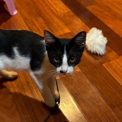 0歳4ヶ月　ハチワレ甘えん坊子猫🐈‍⬛