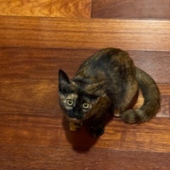 【里親さん、決まりました】0歳4ヶ月　メス　サビ猫ちゃん