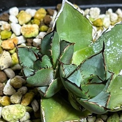 アガベ  胴切り子株3株
の画像