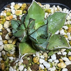 アガベ  胴切り子株3株
の画像
