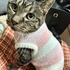 ななちゃんの飼い主様を募集しています