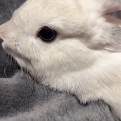 ネザーランドドワーフ　メス　2歳7ヶ月