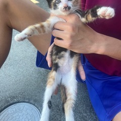 子猫里親探してます！
