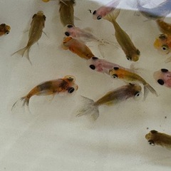 水泡眼の画像