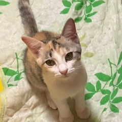 やさしい色合いの三毛☆ウミ　メス　５ヶ月
