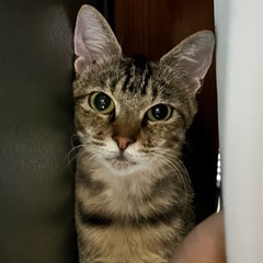 とっても穏やか可愛い麦わらちゃん💛【里親様決定】