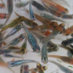 ミックスメダカ　幼魚～若魚 1セット20匹 ⑥の画像