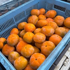 種なし柿　和歌山県産の画像
