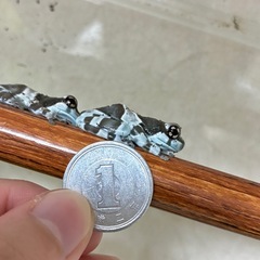 ミルキーフロッグ（ジュウジメドクアマガエル） CBの画像