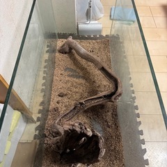 GEX オールガラス水槽 900の画像