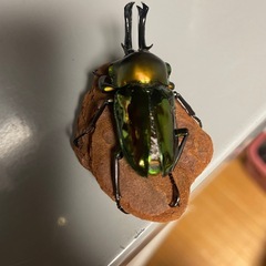 ニジイロクワガタの画像