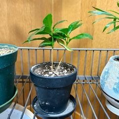 観葉植物セットの画像