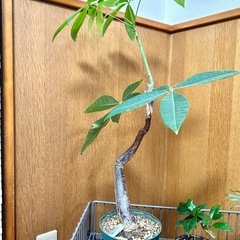 観葉植物セットの画像