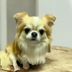 ❤️約6歳のチワワ、里親緊急募集