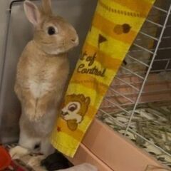 ★里親様✨募集致します★あゆちゃん※9/21(日)澄川シェルター譲渡会に参加します − 北海道