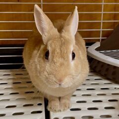 ★里親様✨募集致します★あゆちゃん※9/21(日)澄川シェルター譲渡会に参加します - その他