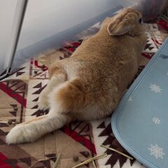 ★里親様✨募集致します★あゆちゃん※9/21(日)澄川シェルター譲渡会に参加します - 札幌市