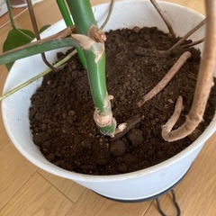 モンステラ　存在感◎の画像