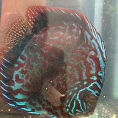 熱帯魚ディスカスの画像