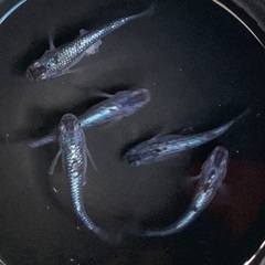 25-3 メダカ　ブルームーン　2ペア+メス1匹、(5匹　画像個体現物)の画像