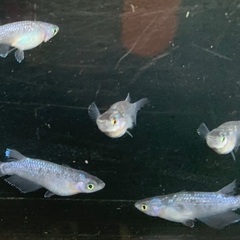 25-3 メダカ　ブルームーン　2ペア+メス1匹、(5匹　画像個体現物)の画像