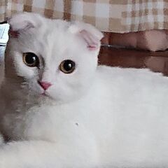 【急募】スコティッシュフォールド １才 女の子