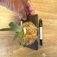  【観葉植物】ビカクシダ　 P.willinckii cv ‘Jewel'  （ドワーフタイプ）の画像