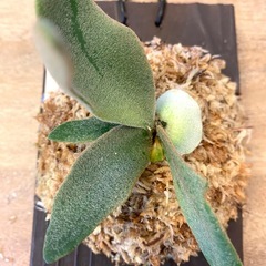  【観葉植物】ビカクシダ　 P.willinckii cv ‘Jewel'  （ドワーフタイプ）の画像