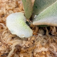  【観葉植物】ビカクシダ　 P.willinckii cv ‘Jewel'  （ドワーフタイプ）の画像