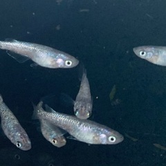 25-1 メダカ　サフィア　2ペア+1匹(5匹) (画像個体より)の画像