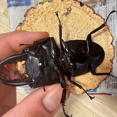 【WD】アルキデスヒラタクワガタ　ペアの画像