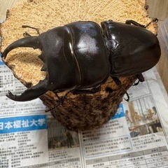【WD】アルキデスヒラタクワガタ　ペアの画像