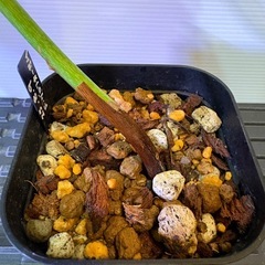 観葉植物　フィロデンドロン　グロリオーサムＡの画像