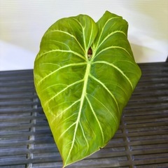 観葉植物　フィロデンドロン　グロリオーサムＡの画像