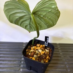 観葉植物　フィロデンドロン　ブラックフェイスの画像