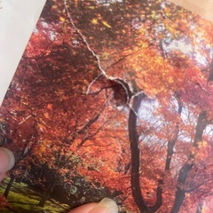 紅茶の飴の画像