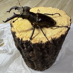国産　ミヤマクワガタ　♂単品　大型の画像